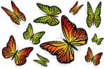Lovely Colorful Butterflies